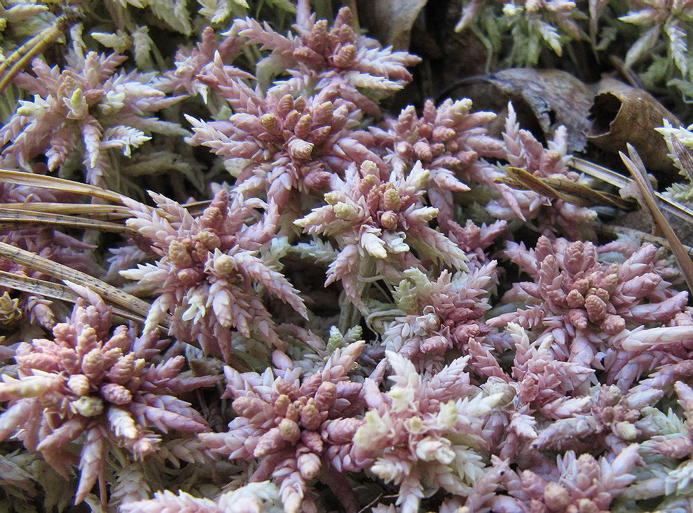 Image of genus Sphagnum specimen.