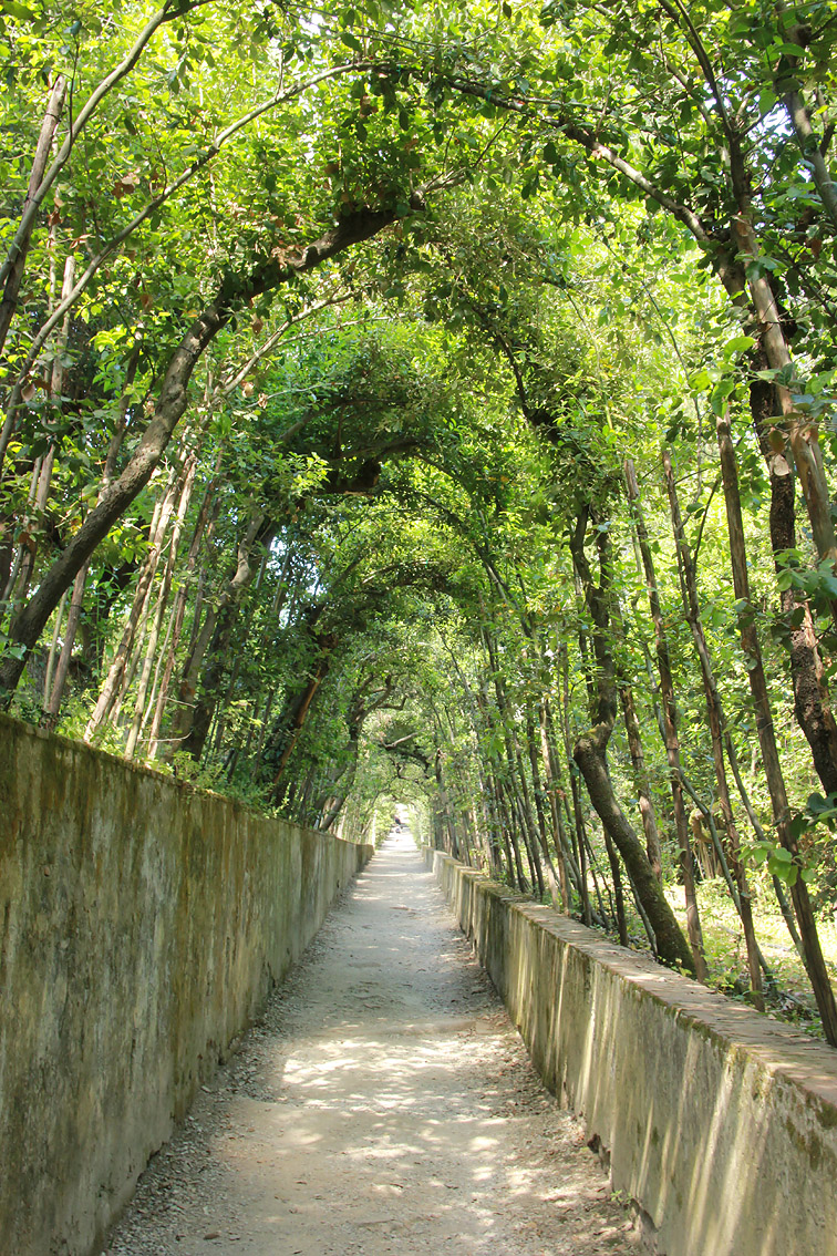 Image of Quercus ilex specimen.