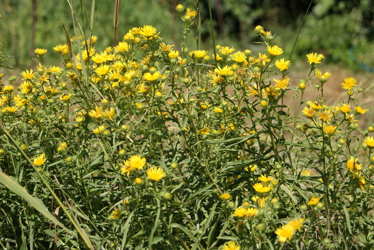 Изображение особи Inula britannica.