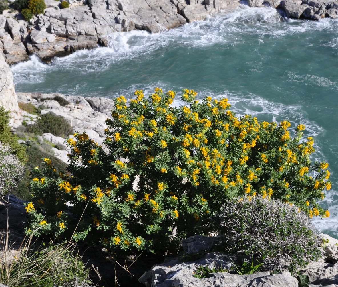 Изображение особи Medicago arborea.