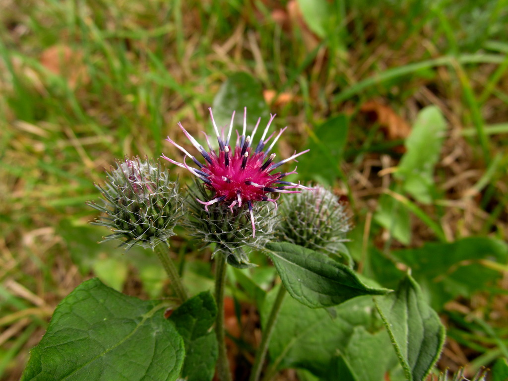 Image of Arctium tomentosum specimen.