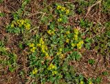 Sibbaldia semiglabra
