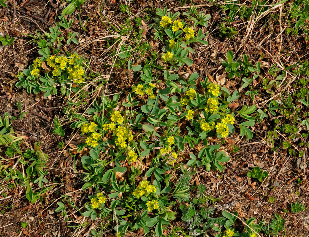 Image of Sibbaldia semiglabra specimen.