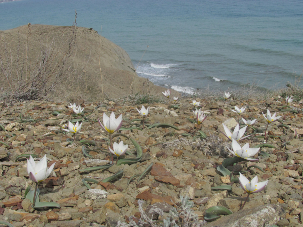 Image of Tulipa biflora specimen.