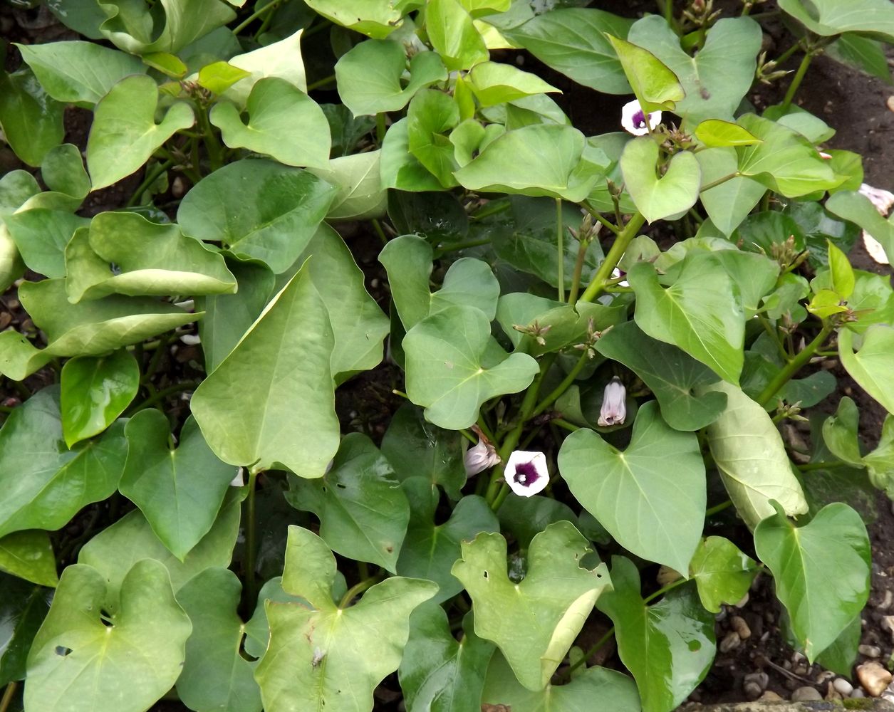 Image of Ipomoea batatas specimen.