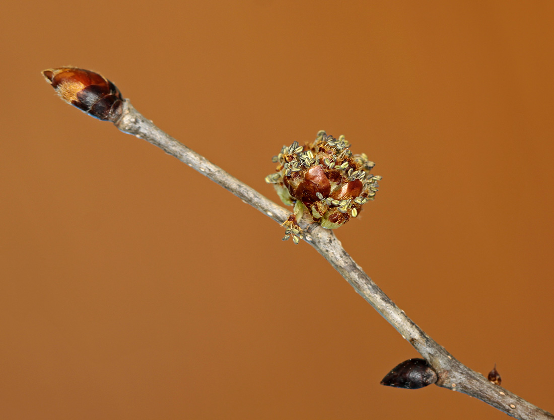 Image of Ulmus laciniata specimen.