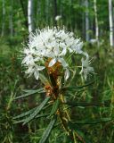 Ledum palustre. Верхушка побега с соцветием. Якутия, Мирнинский р-н, тайга в окр. пос. Светлый. 18.06.2009.