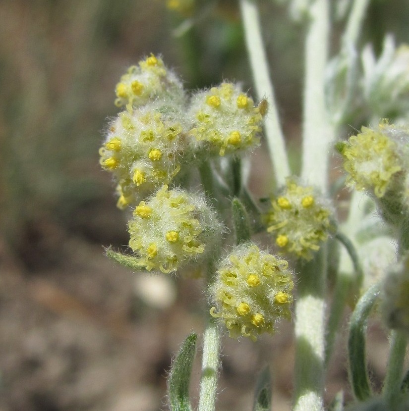 Image of Artemisia caucasica specimen.