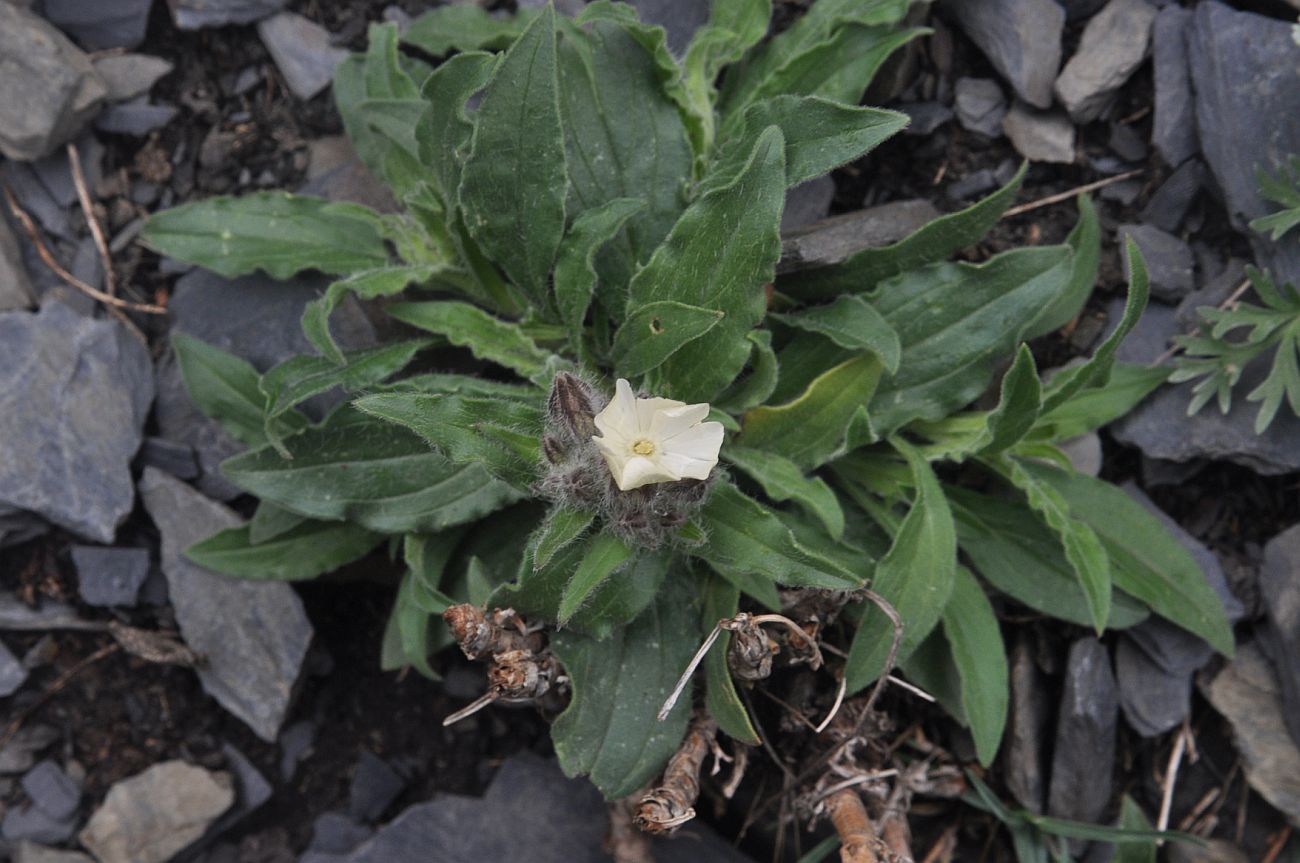 Image of Melandrium latifolium specimen.