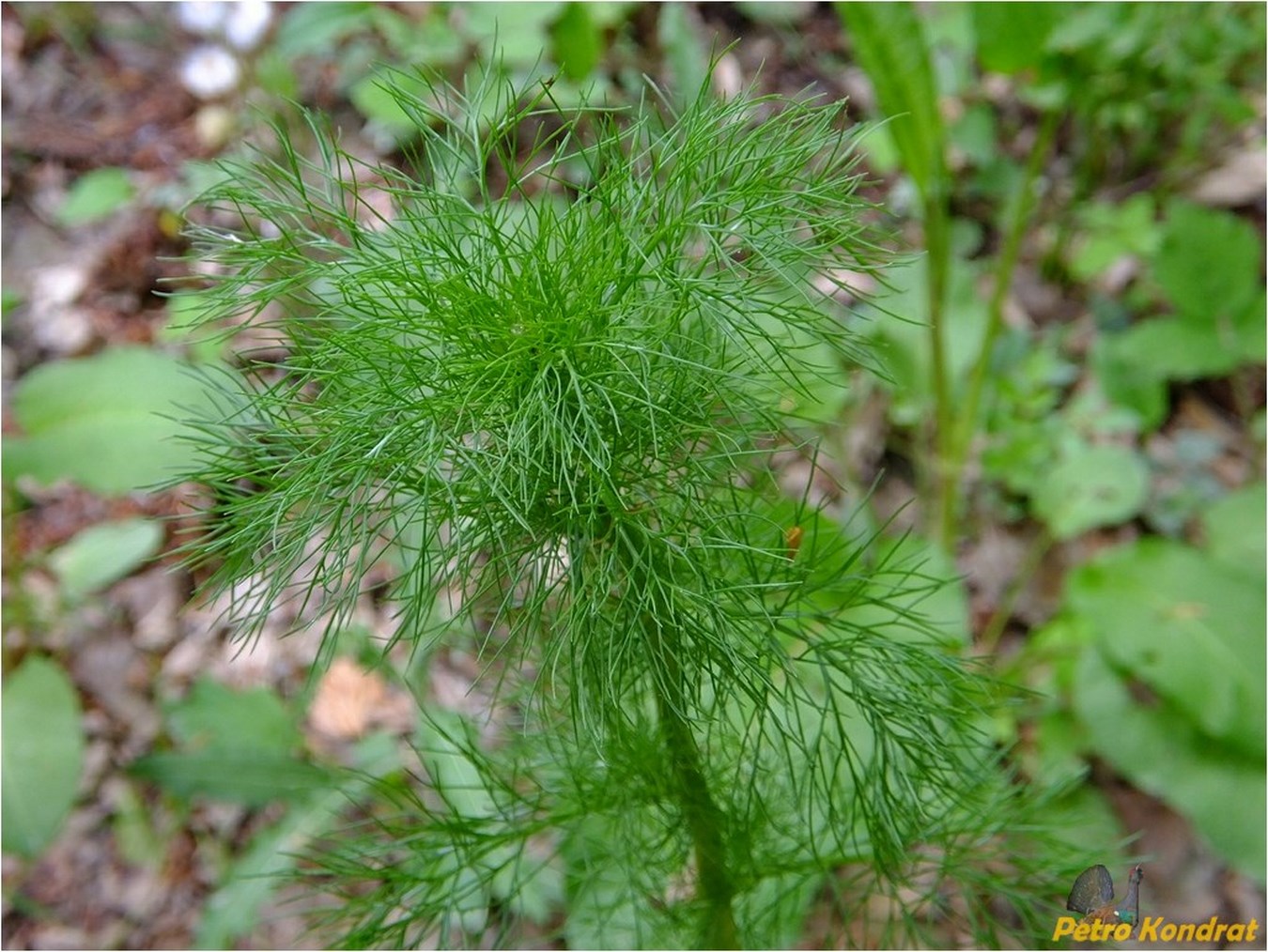 Изображение особи Tripleurospermum inodorum.