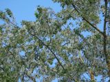 Populus × sibirica