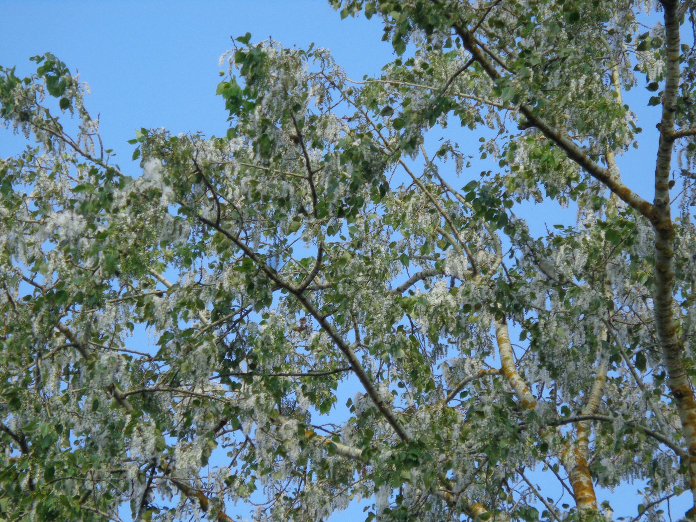 Изображение особи Populus &times; sibirica.