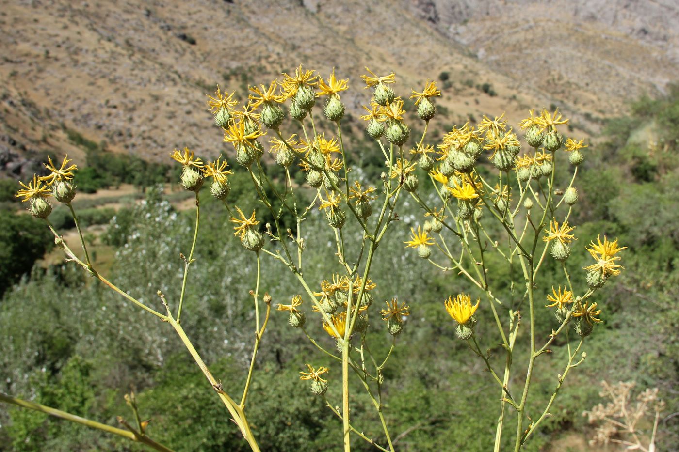 Image of Cousinia aurea specimen.