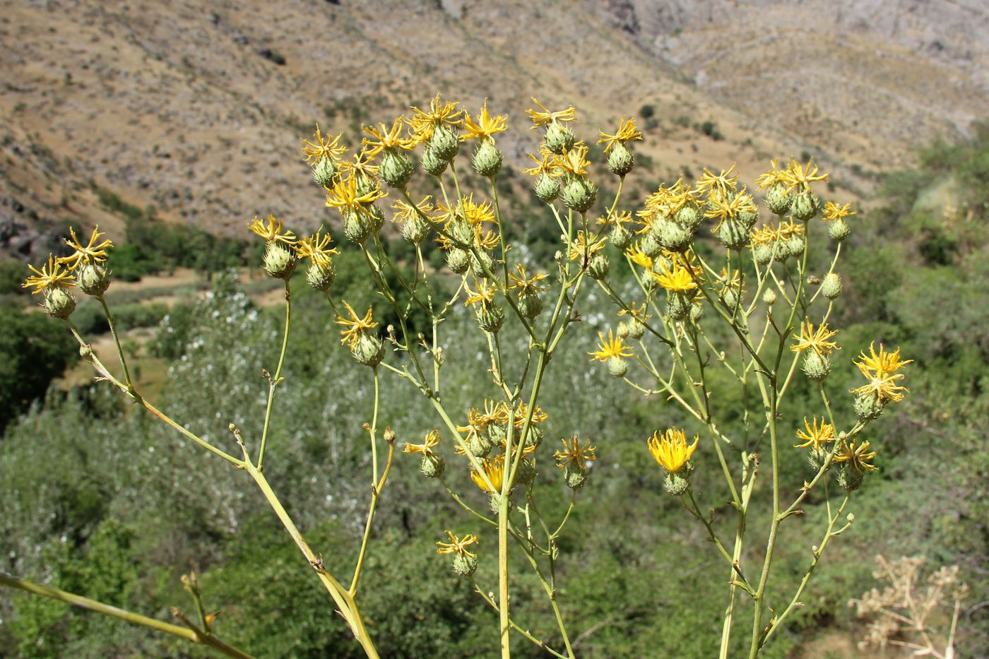 Изображение особи Cousinia aurea.