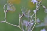 Valeriana alternifolia