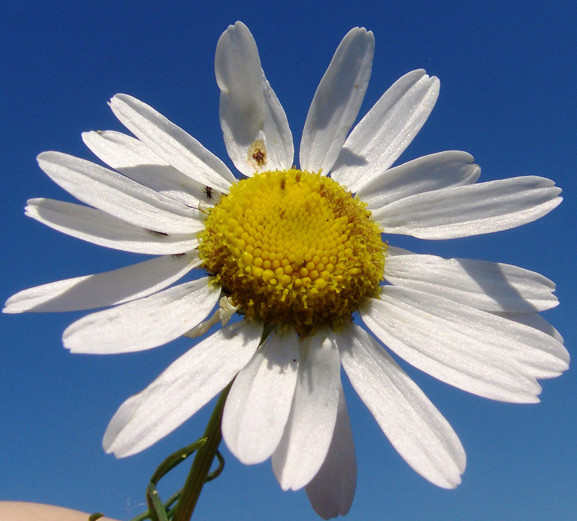 Image of Tripleurospermum inodorum specimen.