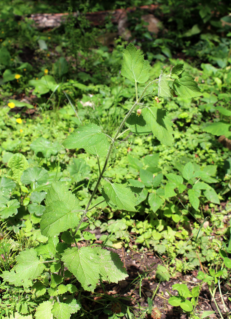 Image of Scrophularia divaricata specimen.