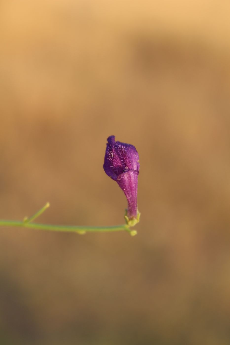 Изображение особи Dodartia orientalis.