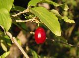 Cornus mas