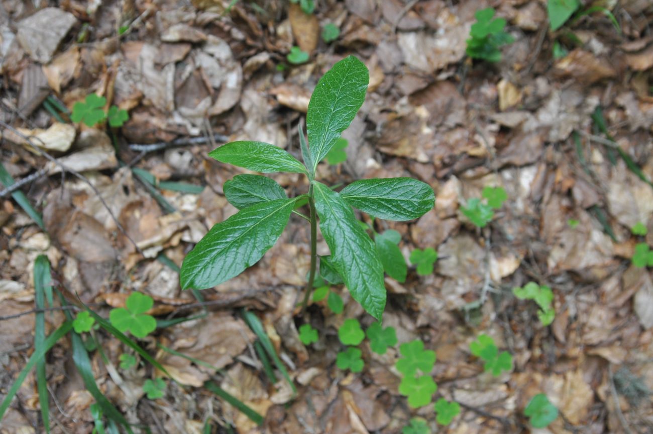 Изображение особи Mespilus germanica.