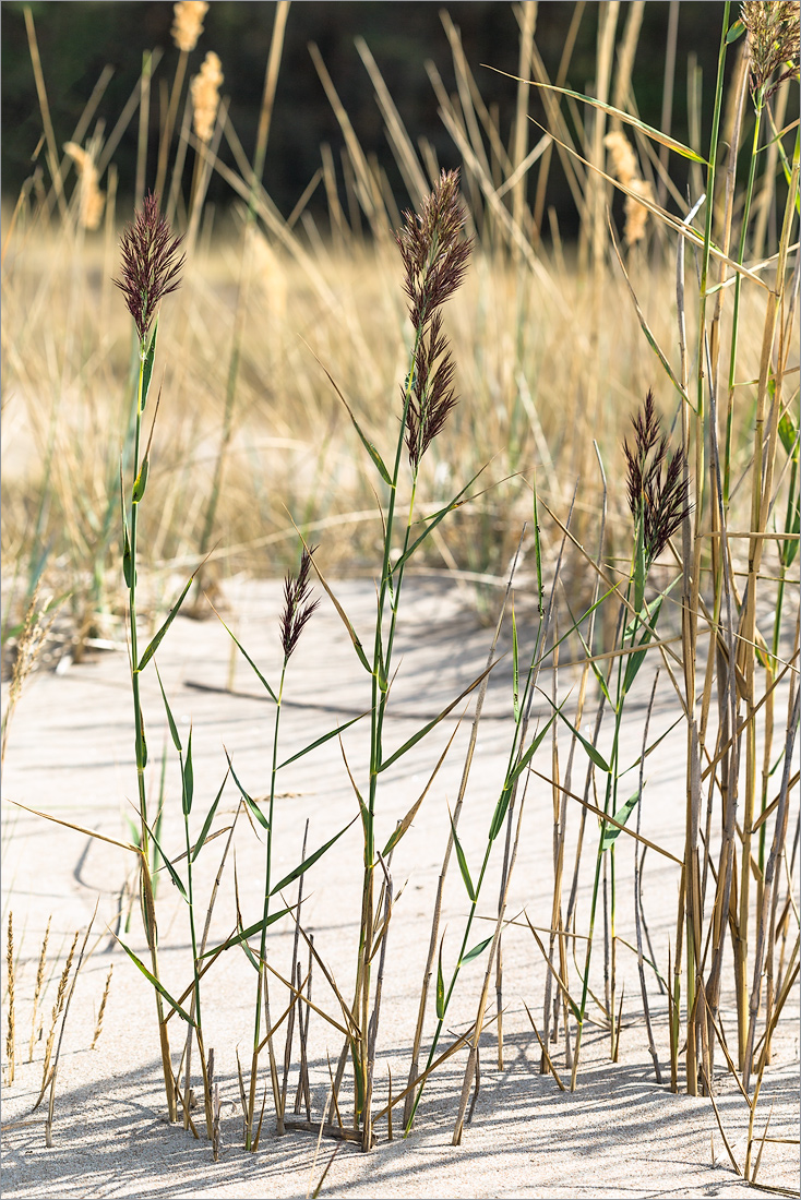 Изображение особи Phragmites australis.