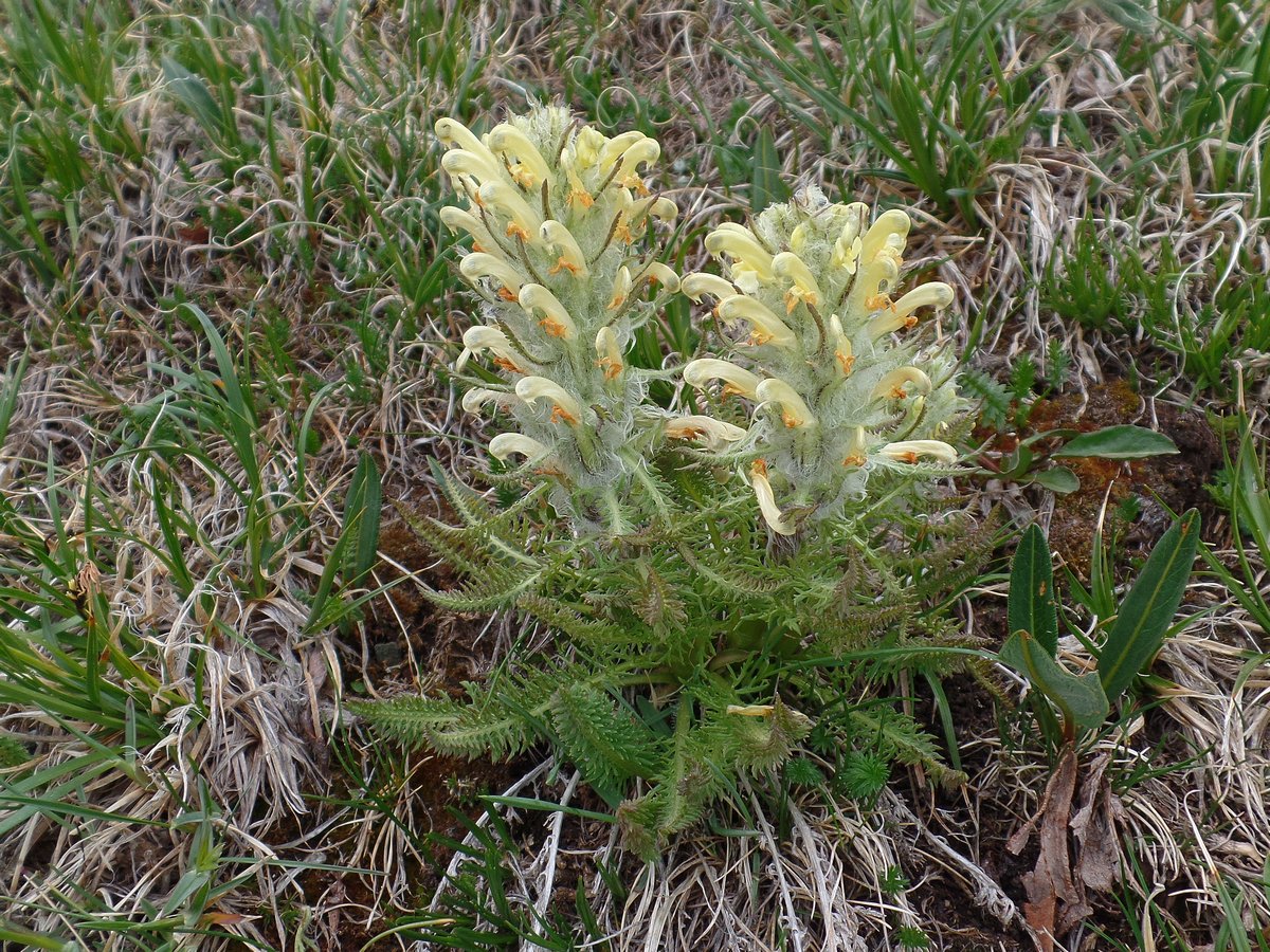 Image of Pedicularis lasiostachys specimen.