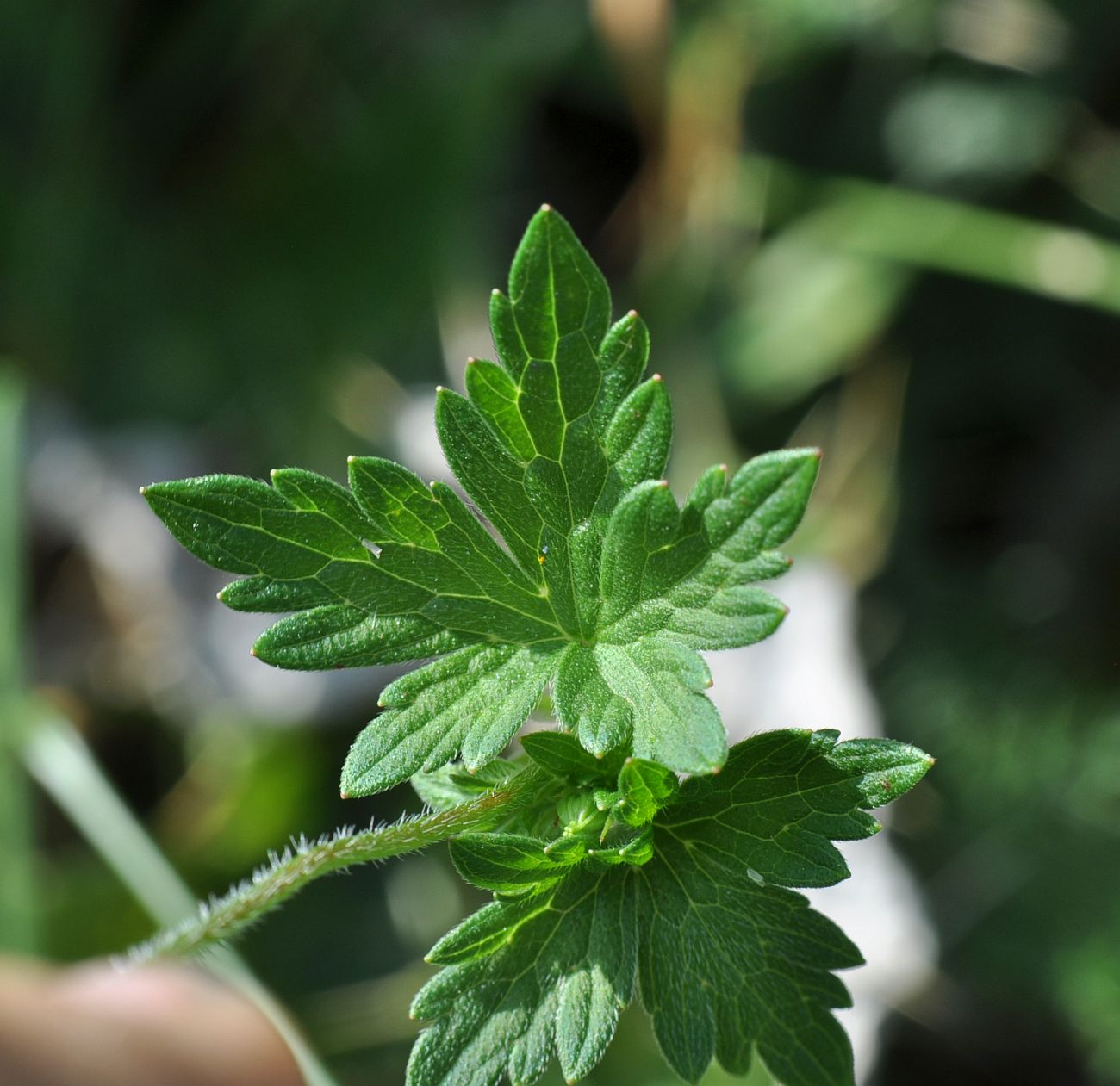 Изображение особи Geranium palustre.