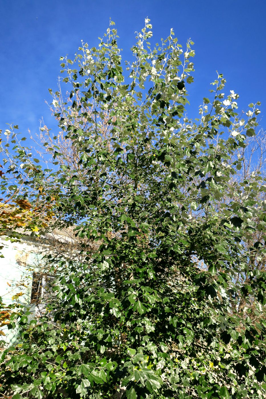 Image of Populus alba specimen.