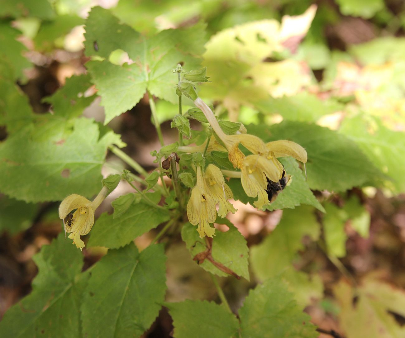 Изображение особи Salvia glutinosa.