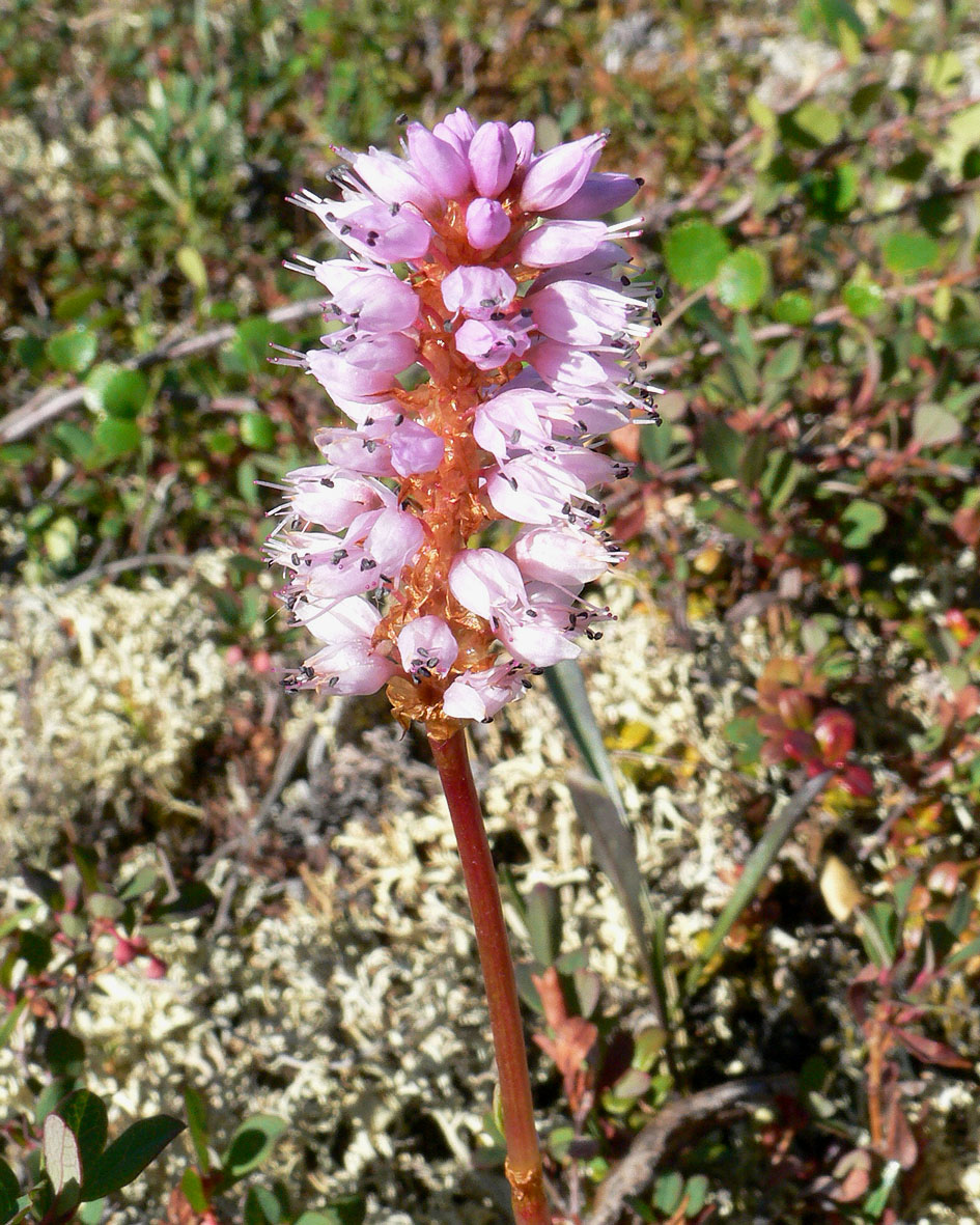 Изображение особи Bistorta officinalis.