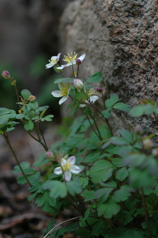 Изображение особи Paropyrum anemonoides.