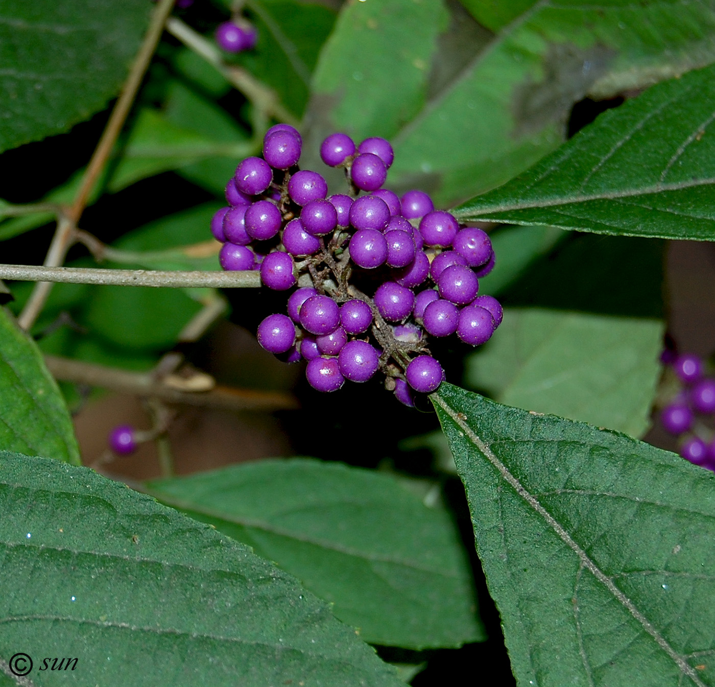 Image of Callicarpa bodinieri specimen.