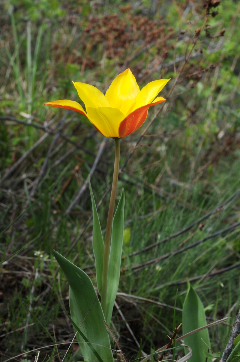 Image of Tulipa zenaidae specimen.