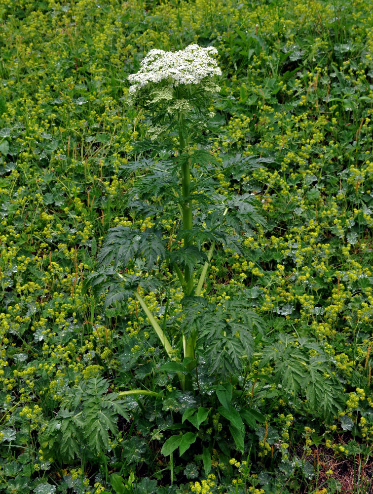 Изображение особи Pleurospermum uralense.