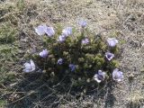 Pulsatilla tenuiloba