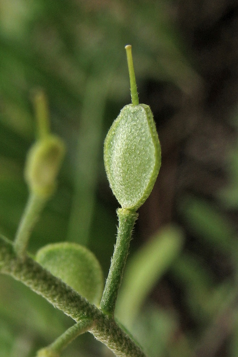 Image of Alyssum iljinskae specimen.