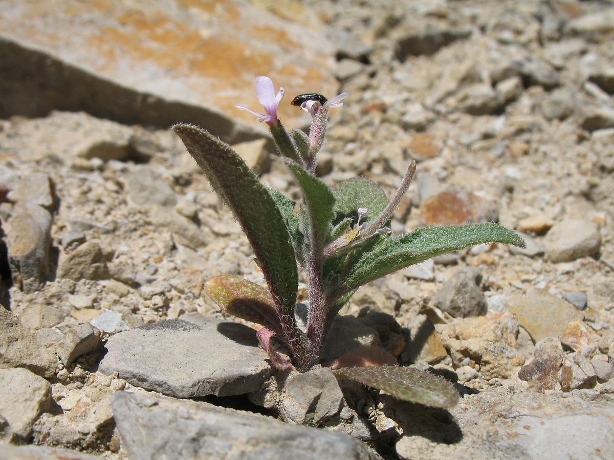Image of Strigosella trichocarpa specimen.