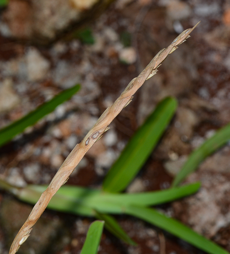 Image of Stenotaphrum dimidiatum specimen.