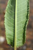 genus Rumex