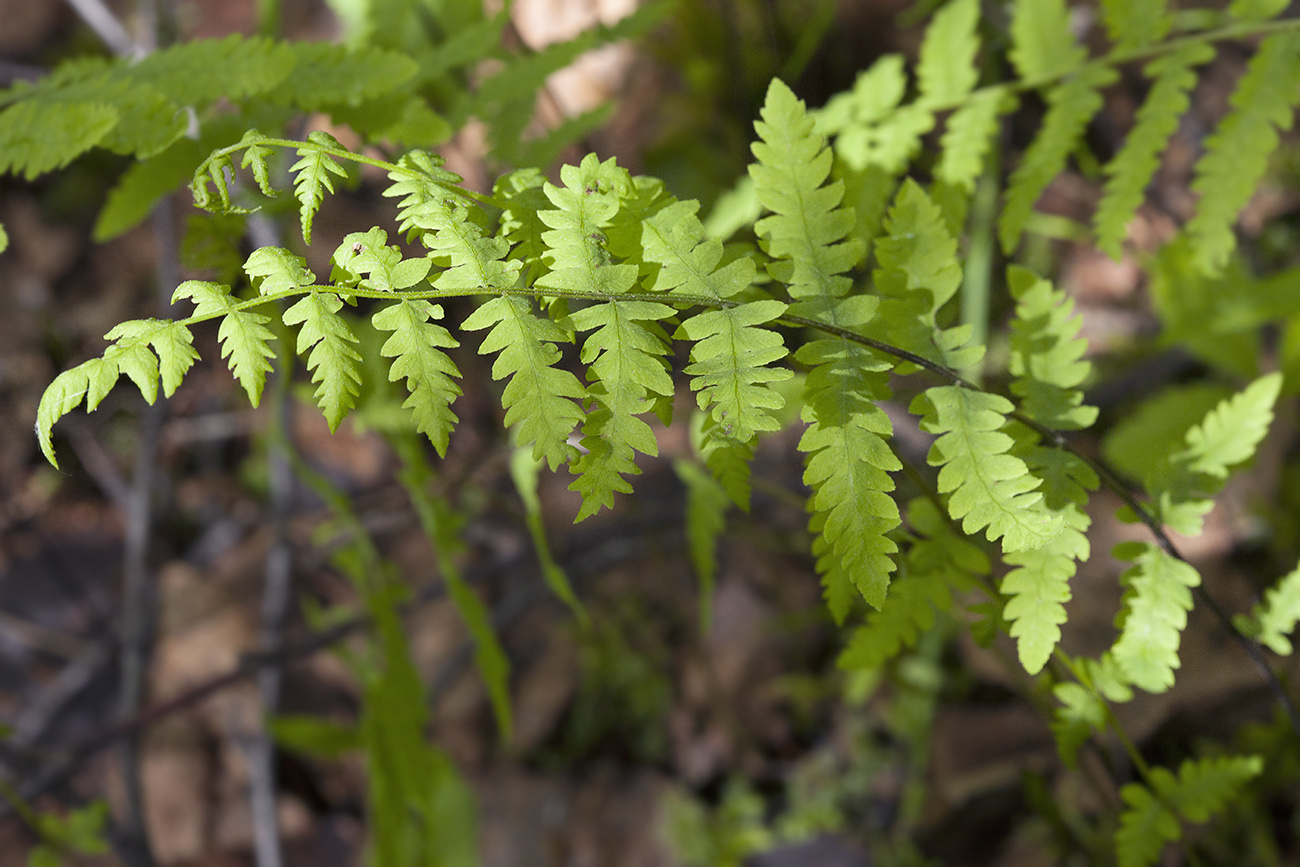 Image of Thelypteris palustris specimen.