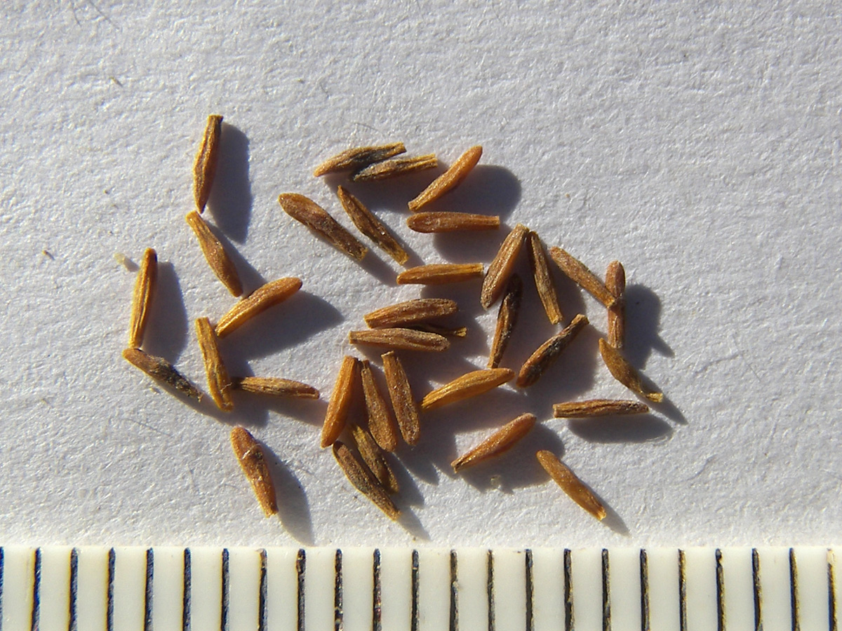 Image of Trachomitum sarmatiense specimen.