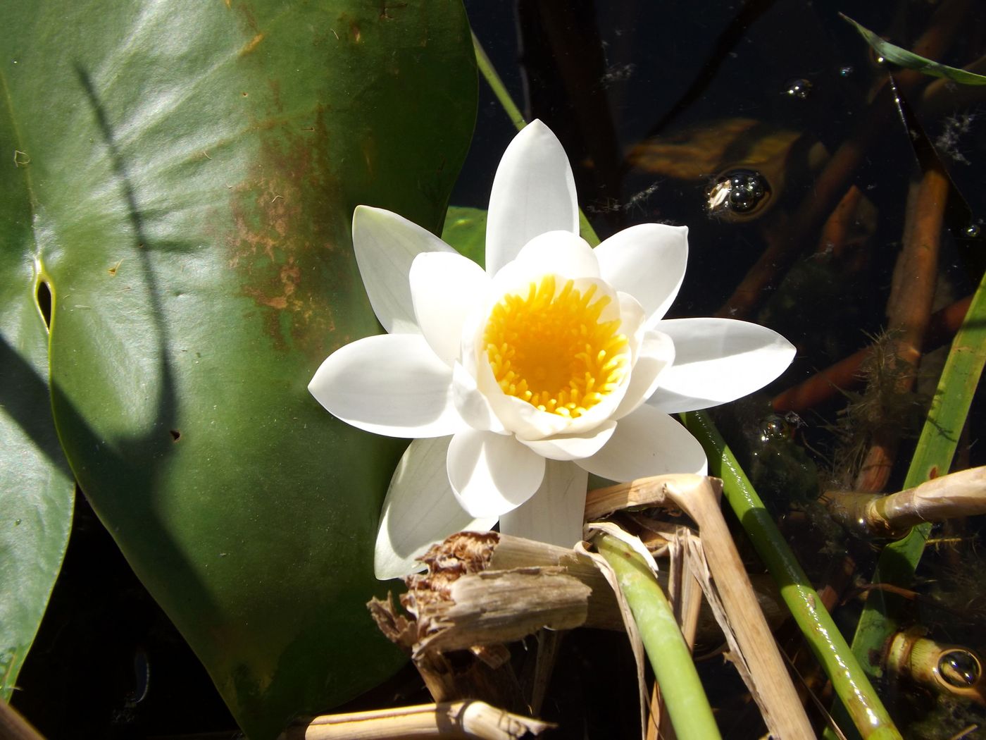 Image of Nymphaea alba specimen.