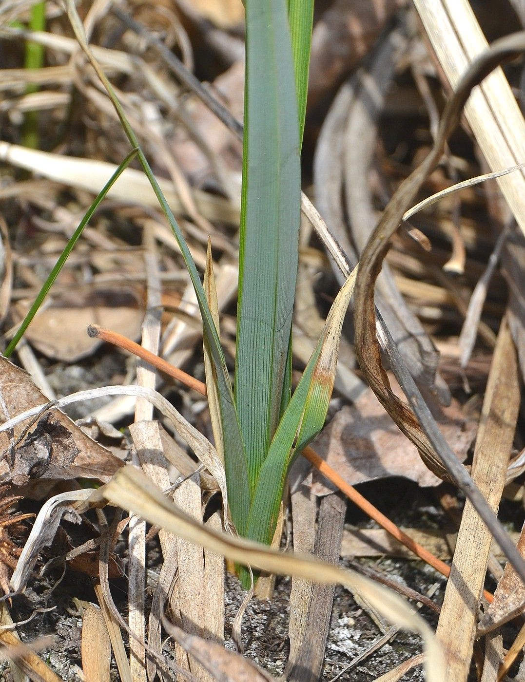 Изображение особи Carex riparia.