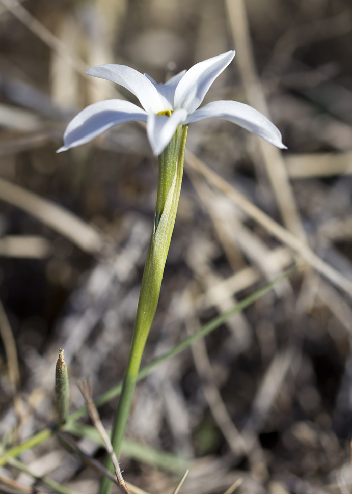 Изображение особи Narcissus obsoletus.