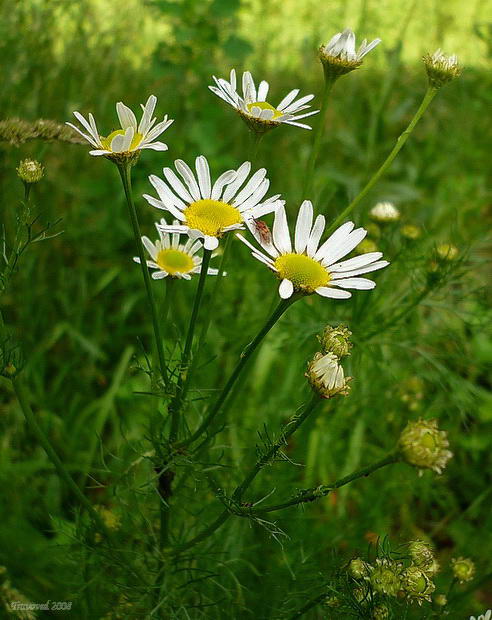 Image of Tripleurospermum inodorum specimen.