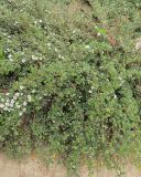 Cotoneaster microphyllus