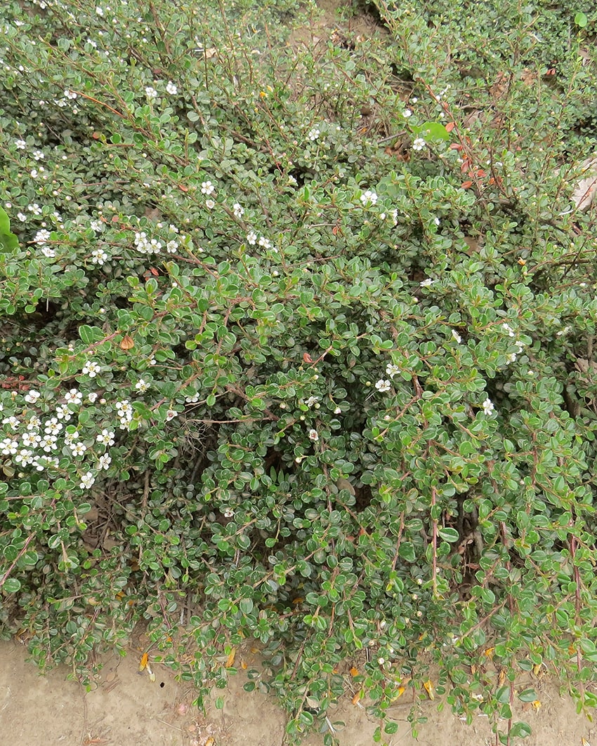 Image of Cotoneaster microphyllus specimen.