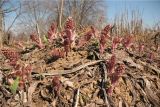 Petasites hybridus