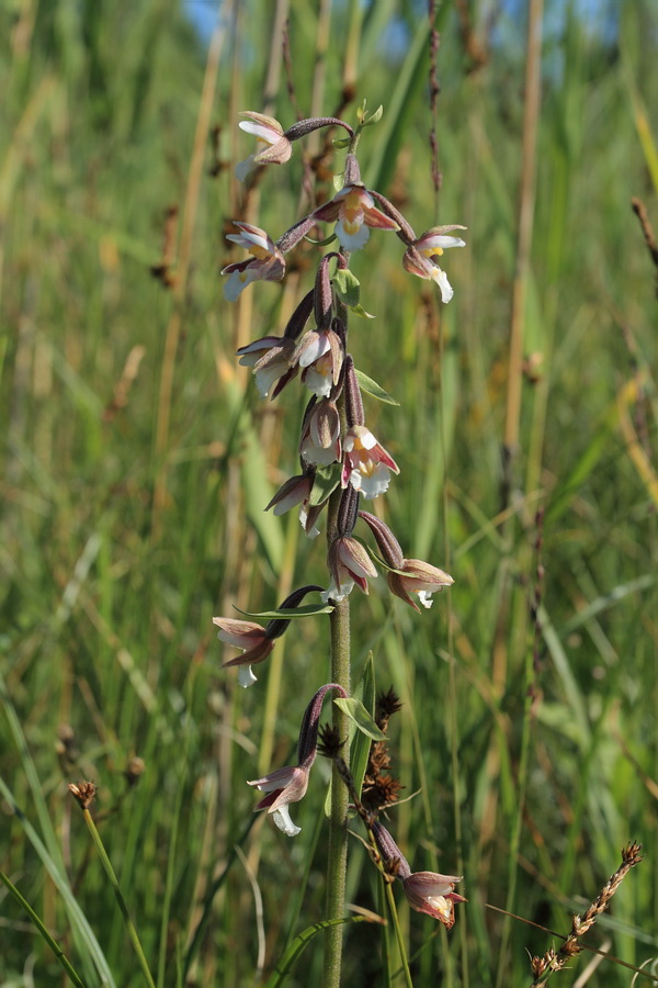 Image of Epipactis palustris specimen.