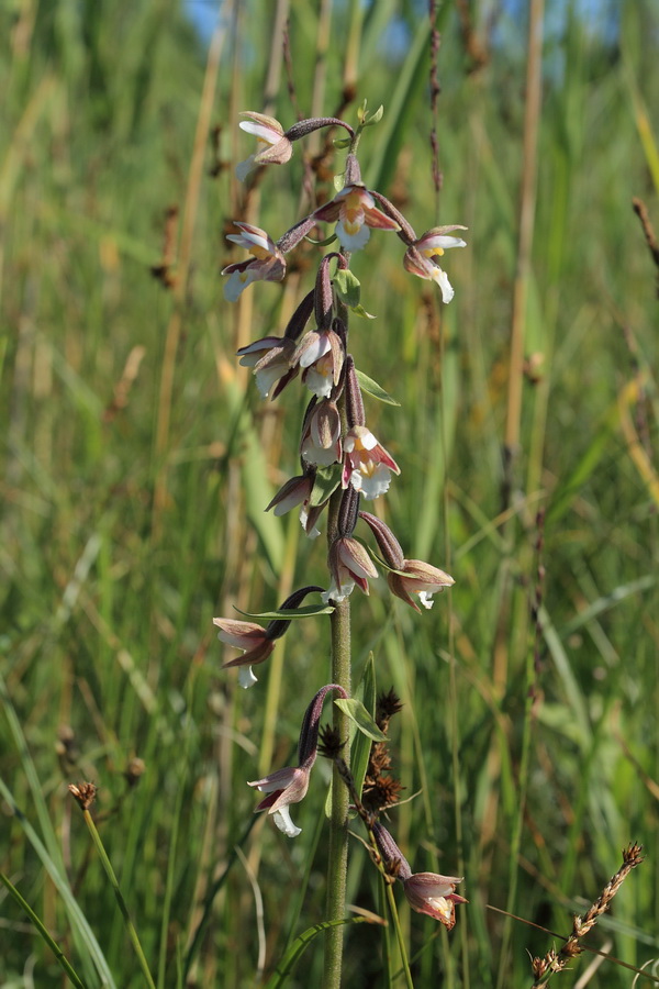 Изображение особи Epipactis palustris.